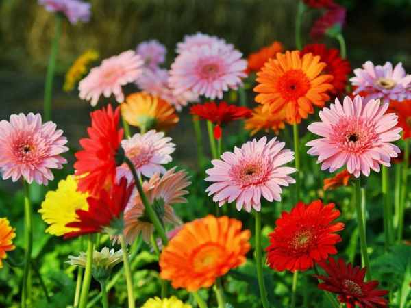Mơ thấy hoa đồng tiền bị héo úa
