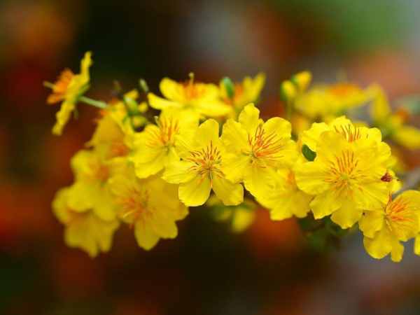 mơ thấy mình tặng cành hoa mai cho ai đó